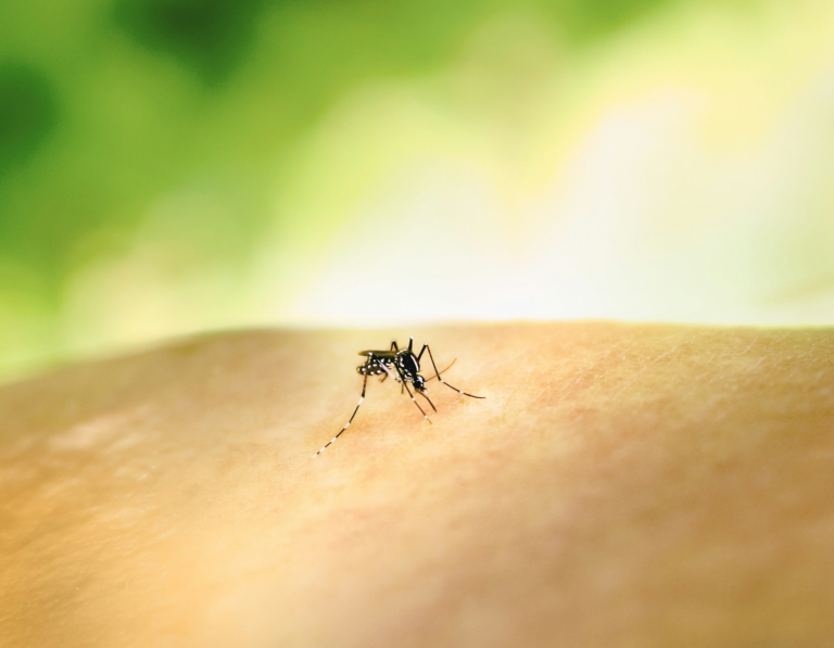 mosquito