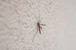 mosquito