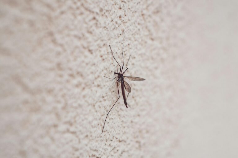 mosquito