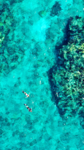Reef