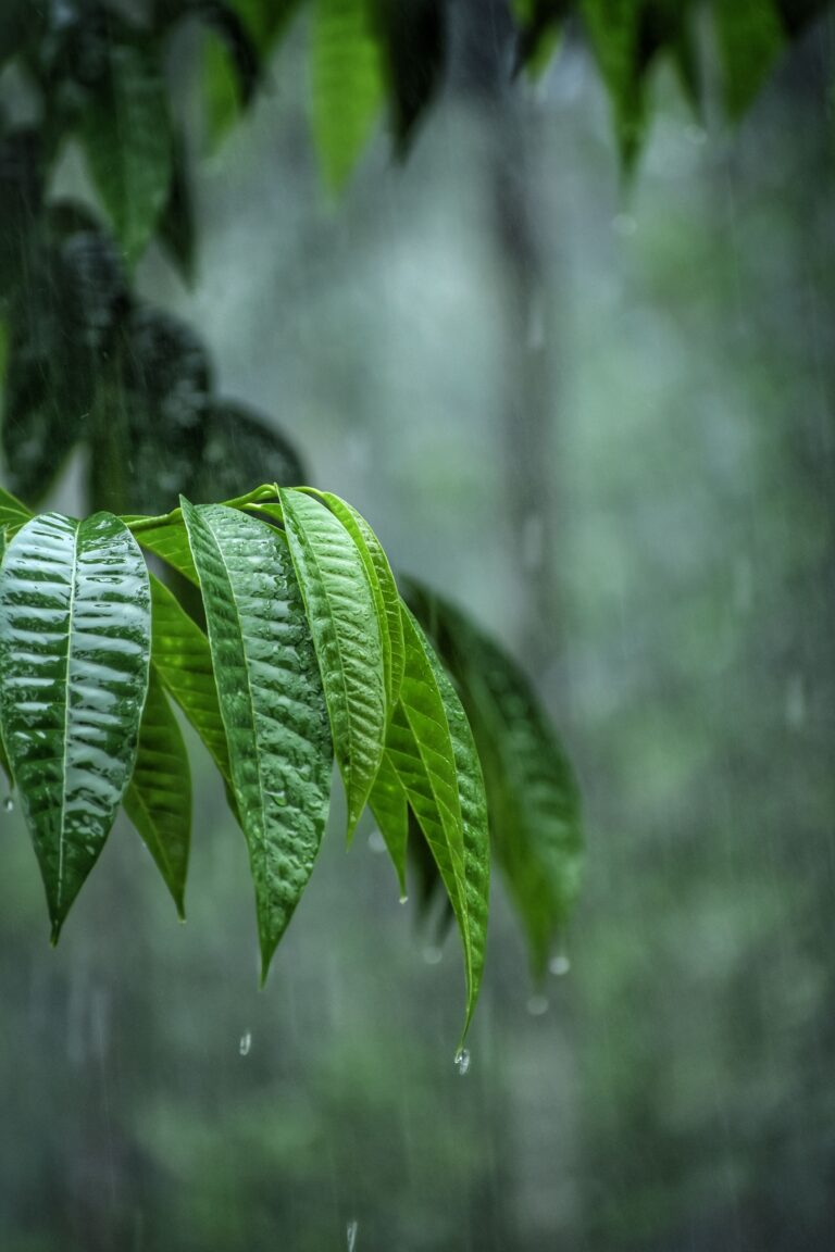 caribbean rainfall