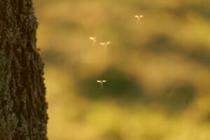 mosquito